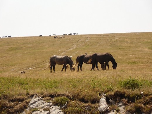 Krug Planina